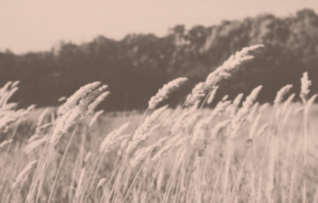 mistig landschap